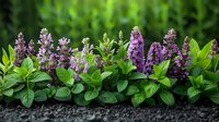 Purple flowering sage plants with vibrant green leaves growing in dark soil against blurred natural background, fresh aromatic herbs in garden setting for culinary and decorative use.