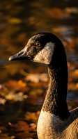 Canada goose portrait in golden autumn light with warm bokeh background showcasing detailed feather patterns and orange eye in natural habitat.