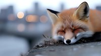 Sleepy red fox resting with closed eyes against urban bokeh background, peaceful wild animal in city environment showing natural behavior at dusk.