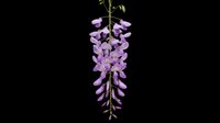 Wisteria branch with cascading purple blooms isolated on transparent background, ready for stickers, t-shirt design, print on demand, and sublimation.