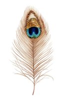 Elegant peacock feather with golden glitter accents and vibrant blue eye spot, isolated on white background. Perfect for design, fashion, and decorative projects.