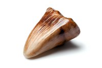 Fresh king oyster mushroom slice on white background showing natural texture and gradient coloring from brown to cream, isolated for culinary designs.
