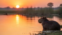 Capybara standing in calm water during golden sunset with orange sky reflection and silhouetted acacia trees in African wetland landscape at dusk.