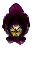 Deep purple tulip with bright yellow stamen isolated on white background. Macro floral photography showing detailed petals and flower center. Suitable for botanical designs and print.