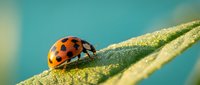 Red ladybug with black spots crawling on green leaf with water droplets in soft focus natural outdoor setting for garden and nature concepts.