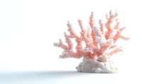Pink branching coral specimen on white rock base against clean white background, isolated marine decoration element for design projects and creative layouts.