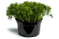 Fresh dill herb growing in black plastic pot isolated on white background, aromatic culinary greens ready for cooking and food photography.