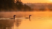 Two waterfowl swimming in misty lake at golden sunrise, creating serene nature scene with warm atmospheric lighting and peaceful water reflections.
