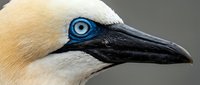 Northern gannet seabird close-up portrait showing distinctive blue eye and black beak against neutral background for wildlife photography projects.