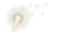Delicate dandelion seed head with soft white petals against dreamy light background. Natural botanical element for spring designs and wellness concepts.