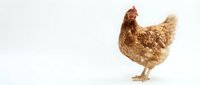 Brown hen chicken isolated on white background for poultry farm design and agricultural marketing materials.