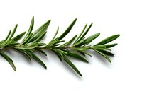 Fresh rosemary sprig with aromatic green leaves isolated on white background for cooking, garnishing, and herbal medicine use.