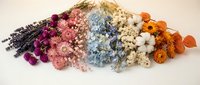 Colorful dried flower collection arranged in rainbow spectrum from purple lavender to orange marigolds on white background for crafting and decoration.