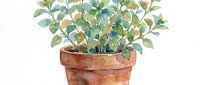 Potted eucalyptus plant with green foliage in terracotta container, isolated on white background for design, home decor, botanical illustration, and gardening projects.
