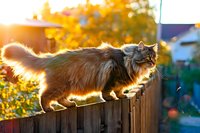 Fluffy long-haired tabby cat walking on wooden fence in autumn garden with golden sunlight creating a warm backlit glow.