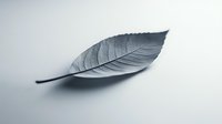 Single gray leaf with detailed veins lying on white surface casting soft shadow. Minimalist nature concept for organic branding and eco-friendly designs.