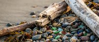 Driftwood logs and colorful beach stones scattered on sandy shore with seaweed, perfect for coastal decor and natural design projects.