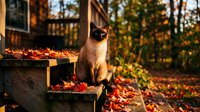 Siamese cat with dark points sitting on wooden deck surrounded by autumn leaves and fall foliage in natural outdoor setting.