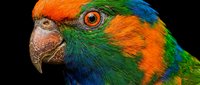 Vibrant rainbow lorikeet parrot head portrait showing colorful feathers in orange, green and blue with detailed eye and beak against black background.