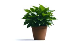 Green tropical houseplant with glossy leaves growing in brown clay pot on white background, isolated decorative indoor plant for home and office decor.