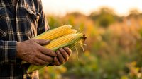 Farmer holding fresh yellow corn cob in plaid shirt at harvest time in agricultural field during golden hour sunset.