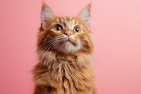 Curious ginger Maine Coon cat with long fluffy fur looking up against pink background, close-up portrait showing bright eyes and distinctive facial features.