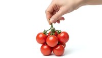 Hand holding fresh red tomatoes on vine isolated on white background for healthy cooking and organic food concepts.