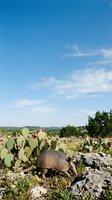 Armadillo foraging among prickly pear cactus in Texas Hill Country desert landscape under blue sky with white clouds for wildlife and nature content.