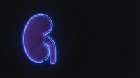 Glowing purple neon kidney organ outline on dark background for medical education, healthcare presentations and anatomy learning materials.