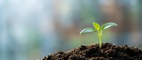 Young green seedling sprouting from rich dark soil with soft blurred background. New life emerging from earth symbolizing growth, hope and fresh beginnings.