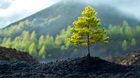Young pine tree growing from dark soil against blurred mountain landscape background symbolizing resilience, growth and new beginnings in nature.