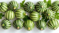 Fresh striped round courgettes arranged in rows on white background with green parsley leaves, top view of seasonal organic vegetables for healthy cooking.