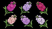 Six colorful lilac flower clusters with green leaves, isolated on transparent background. Great for stickers, t-shirt design, print on demand, and sublimation projects.