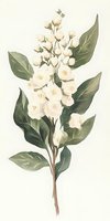 Delicate white jasmine flowers with green leaves in watercolor style on cream background, botanical art illustration suitable for wall decor and stationery design.