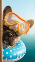 Fawn French Bulldog wearing orange snorkel goggles and blue polka dot swim ring, peeking around wooden post against turquoise ocean backdrop. Perfect for summer, vacation, and pet-themed designs.