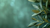 Olive tree branch with silvery-green leaves against blurred teal background, creating serene Mediterranean atmosphere for food, wellness, or nature concepts.