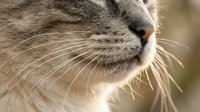 Close-up profile of domestic cat's face showing detailed whiskers, nose and fur texture in soft natural lighting for pet care and animal themes.