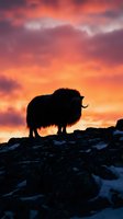 Yak silhouette standing on rocky mountain terrain against dramatic sunset sky with vibrant orange and purple clouds in winter landscape.
