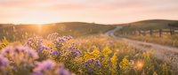 Wildflower meadow at golden hour with purple and yellow blooms in soft focus, rural fence and rolling hills in background, warm sunset lighting for nature and landscape themes.