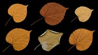 Six autumn leaves in warm brown and golden tones, isolated on transparent background. Ready for seasonal clipart, t-shirt design, stickers, sublimation, and print on demand.