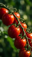 Fresh ripe red cherry tomatoes growing on vine with water droplets in organic garden for healthy cooking and farm-to-table cuisine.