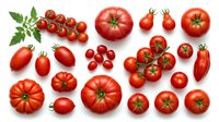 Assorted fresh red tomatoes isolated on white background, including cherry, beefsteak, and vine varieties with green stems and leaves, ready for culinary, recipe, and food design projects.