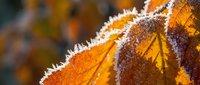 Frost-covered autumn leaves with golden orange colors and ice crystals creating natural winter morning texture for seasonal backgrounds.