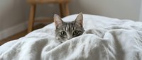 Adorable tabby cat with green eyes peeking from cozy white bedding in bright bedroom interior. Domestic pet relaxation and comfort at home concept.