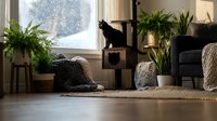 Cozy living room interior with black cat on cardboard tower, houseplants, knitted blankets and warm natural lighting creating peaceful home atmosphere.