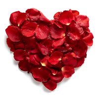 Red rose petals arranged in heart shape on white background for romantic Valentine's Day wedding anniversary love celebration decoration.