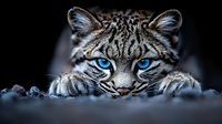 Wild leopard with striking blue eyes resting on rocky surface against dark background. Powerful predator showcasing natural beauty and intense gaze.