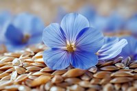 Delicate blue flax flower with translucent petals resting on golden flax seeds, showcasing natural contrast between bloom and harvest in macro photography.
