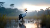 Crowned crane standing in misty wetland water at dawn, silhouetted against soft pastel sky with reflection. Wildlife photography capturing serene natural moment.