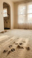 Muddy paw prints trail across beige carpet in empty room with arched doorway, sheer curtains, and natural light from large window, depicting pet damage and home maintenance needs.
